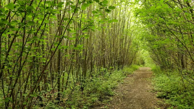 Sweet Chestnut coppice on ancient woodland site