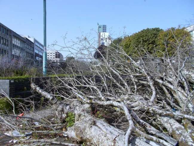 The felled trees on Armada Way months later