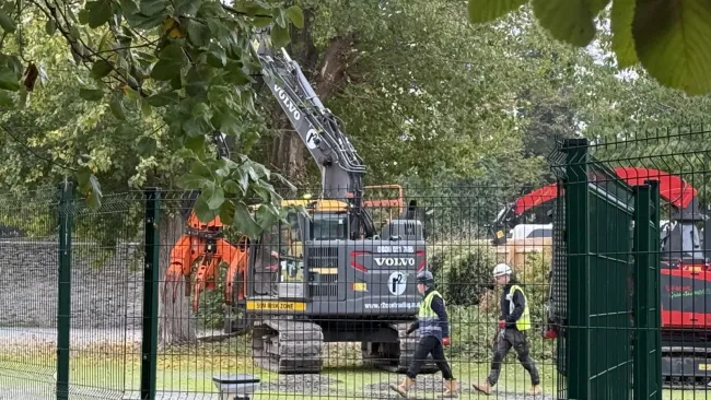 Work near a mature tree