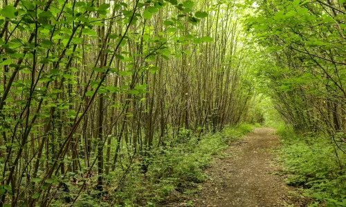 Sweet Chestnut coppice on ancient woodland site