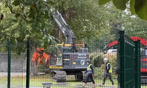 Work near a mature tree